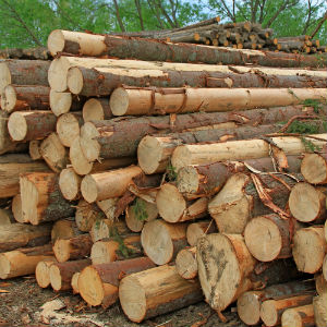 עץ מלא טבעי